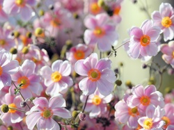 Zawilec japoński, Bladoróżowe, Kwiatki